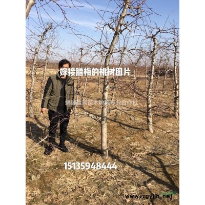 山西地區(qū)1米叢生丁香·1米5叢生丁香·2米叢生丁香基地