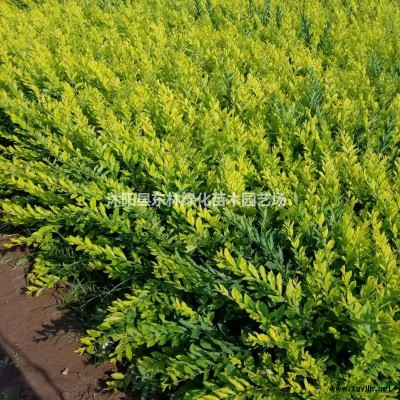 供應茶梅價格、茶梅圖片、茶梅產地、茶梅綠化苗木苗圃基地