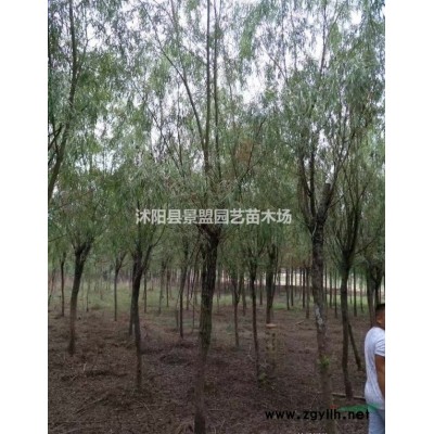 地被連翹價格哪里相對較便宜？