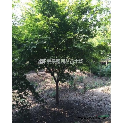 連翹苗子什么時(shí)候栽植？