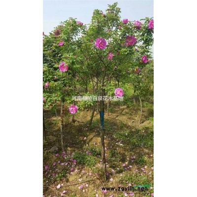 河南花石榴種植花木基地，河南金葉垂榆價(jià)格，花木直銷價(jià)