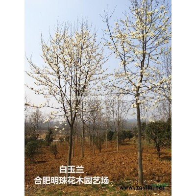 安徽臘梅哪里好/哪家便宜