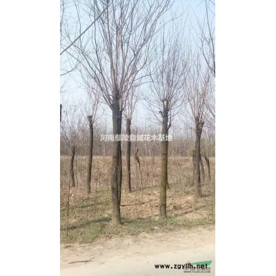 冠幅2米叢生臘梅苗圃現貨，苗圃批發，圖片/叢生臘梅報價