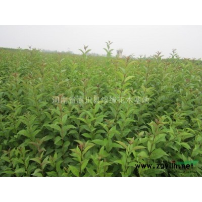 臘梅價格，4公分紫葉李價格，湖南供應優質香樟，梅花產地在哪