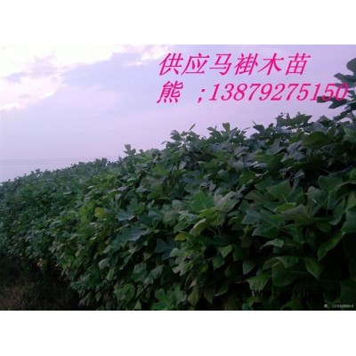 供應臘梅種子