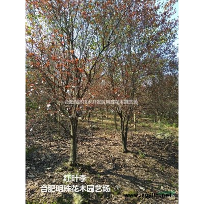 安徽[產品]/安徽紫葉李價格/報價