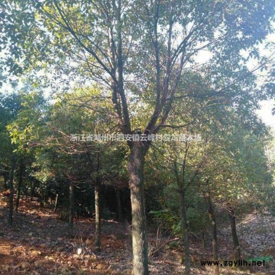浙江12-25公分紅梅 浙江紅梅價格批發/供應