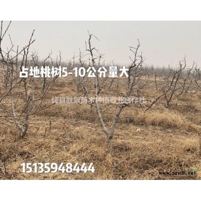 哪里有連翹苗？藥用連翹苗哪里多？兩年生連翹苗多少錢？
