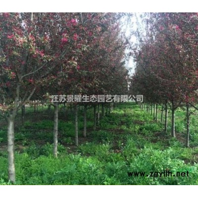 紫丁香產地在哪里/哪里便宜/江蘇景曜生態基地直銷批發價格圖片
