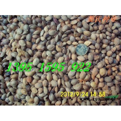云南黃馨南迎春花江蘇紅王子錦帶紅瑞木木槿連翹棣棠*新報價