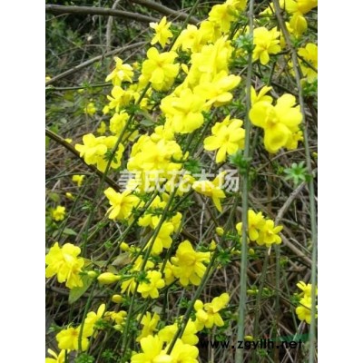 沭陽黃馨連翹棣棠迎春價格便宜沭陽紅瑞木木槿行情不錯