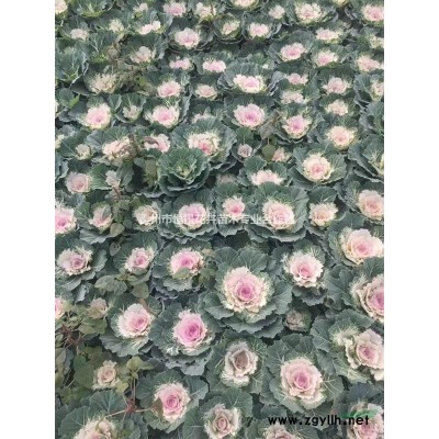 金葉連翹種植基地  金葉連翹批發價格