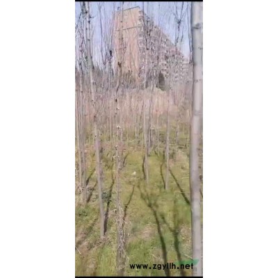 連翹苗連翹小苗批發(fā)基地山西的連翹小苗數(shù)量多大量出售連翹小苗