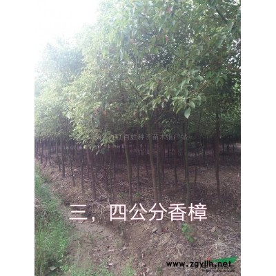 江西九江茶梅球介紹/特征/用途