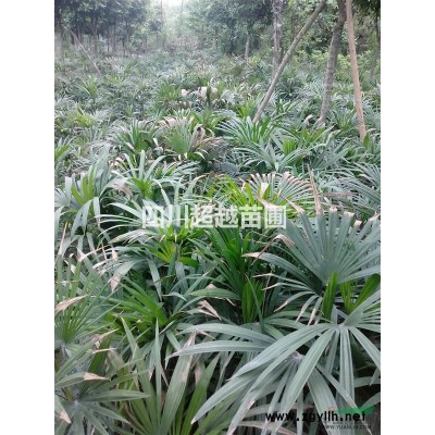 茶梅、寸桃、白蘭、金彈子、三角梅、小葉含笑、夾竹桃、迎春