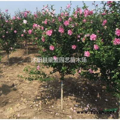 冠幅100連翹什么價格？