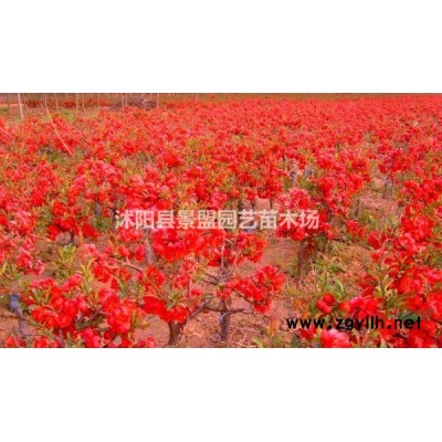 連翹多少錢一株？