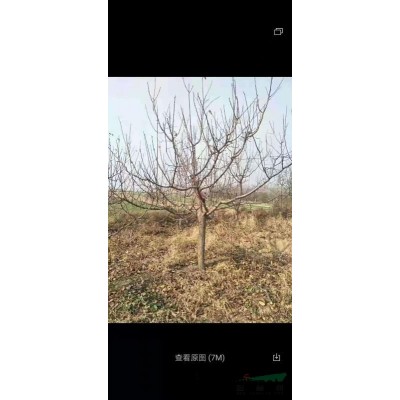 連翹苗