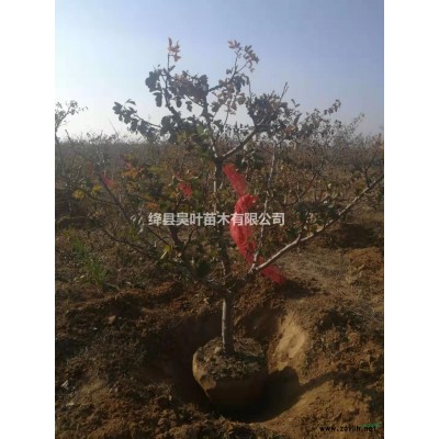 優質連翹苗，藥用連翹苗，營養杯連翹苗基地直銷。