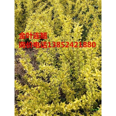 供應金葉連翹，金葉連翹價格報價，金葉連翹基地，金葉連翹圖片