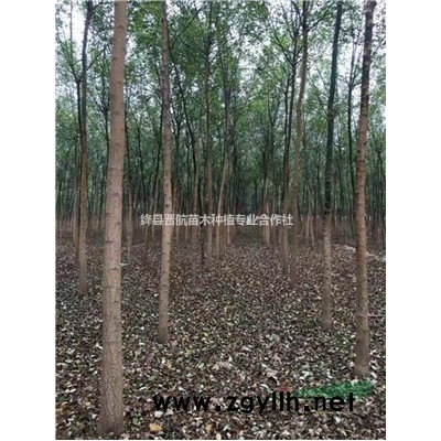 藥用高產連翹苗 連翹苗價格 2年連翹苗價格 連翹苗多少錢一株？