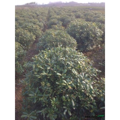 河南斜飄造型黑松基地起苗實拍 批發/供應