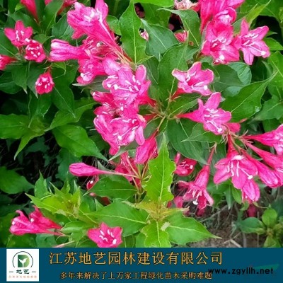 基地直銷連翹 連翹照片 江蘇連翹產地 連翹價格