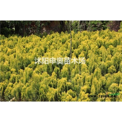 江蘇基地供應連翹球，榆葉梅球，黃刺玫球，灑金柏球，黃金柏球