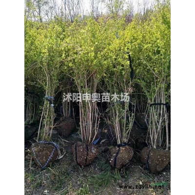 江蘇2021連翹基地/連翹苗圃/連翹照片/連翹苗木/連翹價格
