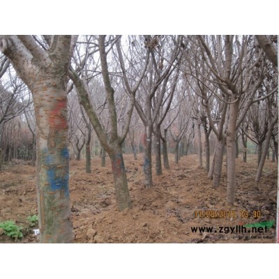 連翹苗行情報(bào)價(jià)\連翹苗圖片展示