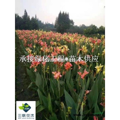 供應金葉假連翹  金葉假連翹成都供應商、金葉假連翹照片、金葉