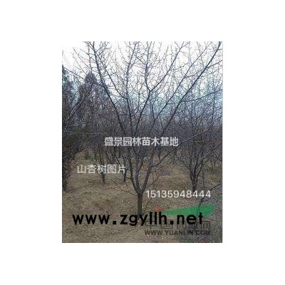 連翹苗價(jià)格，0.5公分連翹苗，0.7公分連翹苗價(jià)格裝車多少錢