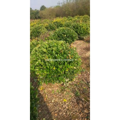 河南連翹小苗新報價/連翹小苗圖片