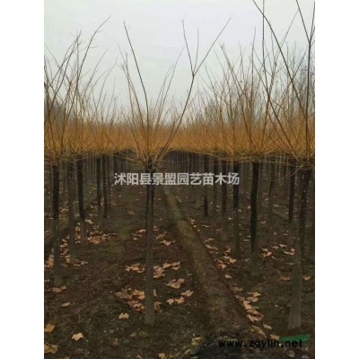 連翹小苗價格表哪里咨詢？