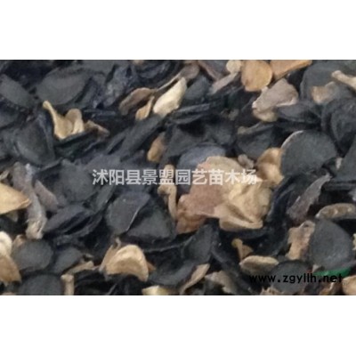 10公分高連翹苗哪里有貨？