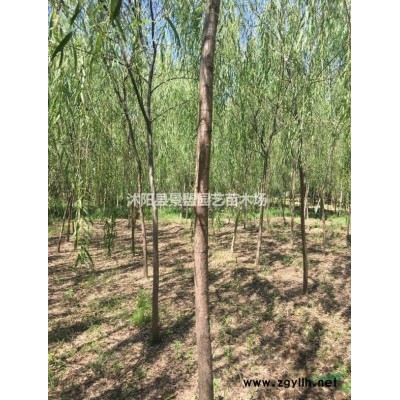 連翹1.5米價(jià)格多少錢？