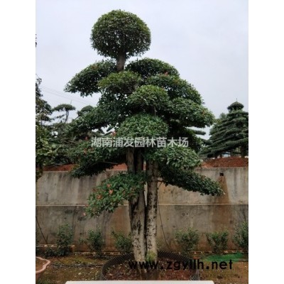 湖南茶梅、茶梅價格
