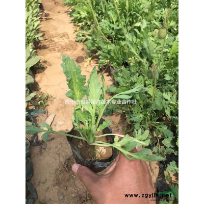 花石榴農戶直銷 花石榴種植基地花石榴批發價格