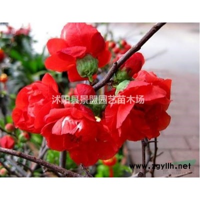聽說今年1.5米高的花石榴樹是賣的*火的，想不想知道在哪里能