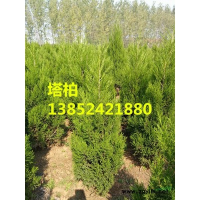 江蘇連翹價格，江蘇連翹小苗價格，東北連翹價格，數量大