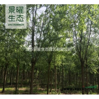 臘梅的產地在哪里/哪里便宜/江蘇景曜生態基地直銷批發價格圖片