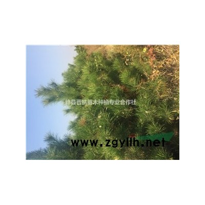 藥用連翹苗 藥用連翹苗價格-藥用連翹苗多少錢一株？