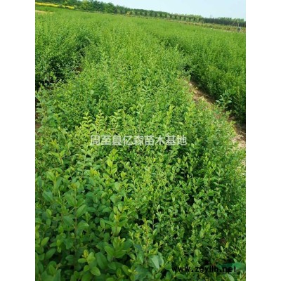 陜西連翹基地 西安連翹批發 周至黃花連翹特價促銷