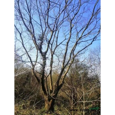 供應8公分大葉女貞