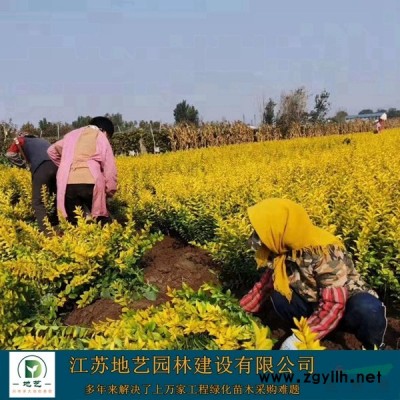 常年供應連翹、連翹價格、連翹圖片、連翹種植基地