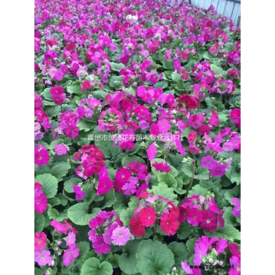 紫丁香自產自銷 紫丁香批發價格 紫丁香種植基地