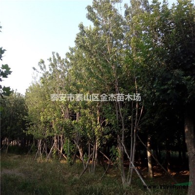 山桃，山杏，花石榴，梨樹，櫻桃苗，丁香，臘梅，絢麗海棠