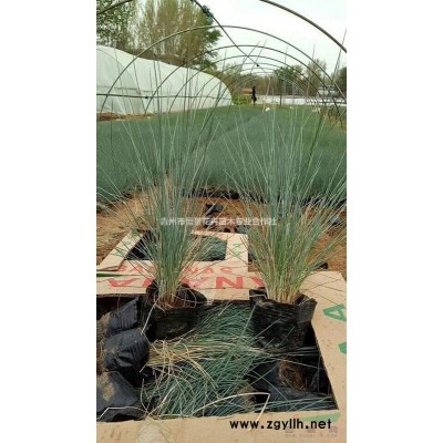 連翹自產自銷  連翹種植基地 連翹批發價格