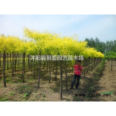 今年連翹什么價格一棵？