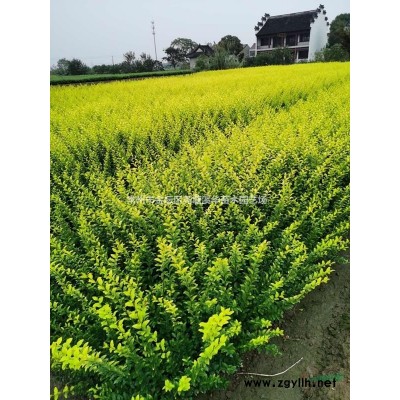 常州夏溪苗圃基地精品球類【結香球】【茶梅球】【無刺構骨球】